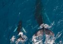 Majčinska ljubav u svetu grbavog kita