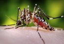 GMO komarci pušteni na slobodu