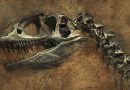 Dinosaurusi – naši toplokrvni rođaci?
