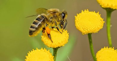 Unutar pčelinjeg društva